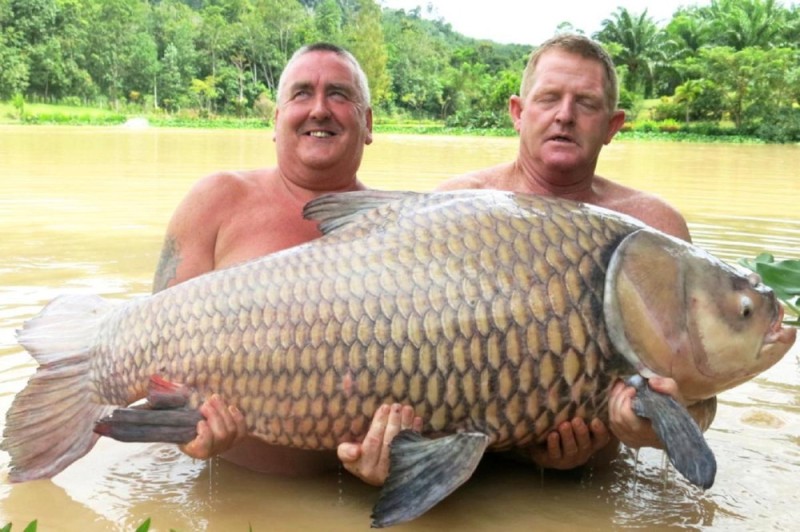 Create meme: Siamese carp 105 kg, large carp, the biggest carp