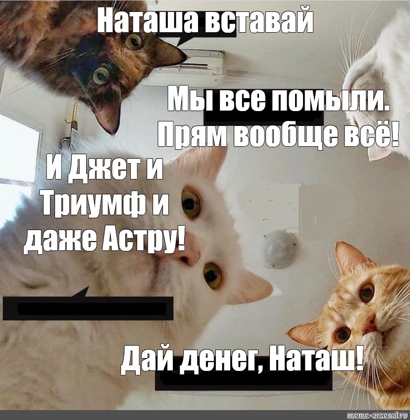 Наташа котики картинки