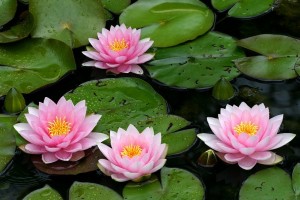 Create meme: water Lily, flower water Lily