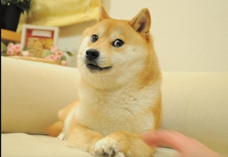 Create meme: doge dog , the breed is Shiba inu, meme doge 