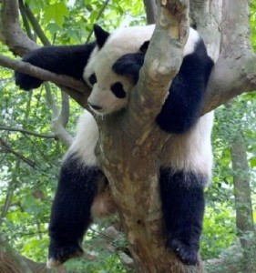 Create meme: talking about animals, I'm a Panda, sleeping animals