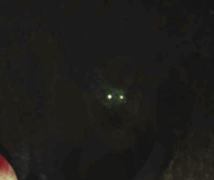 Create meme: The wolf's eyes glow in the dark, a cat with glowing eyes, glowing eyes in the dark