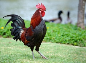 Create meme: the cock bird, roosters