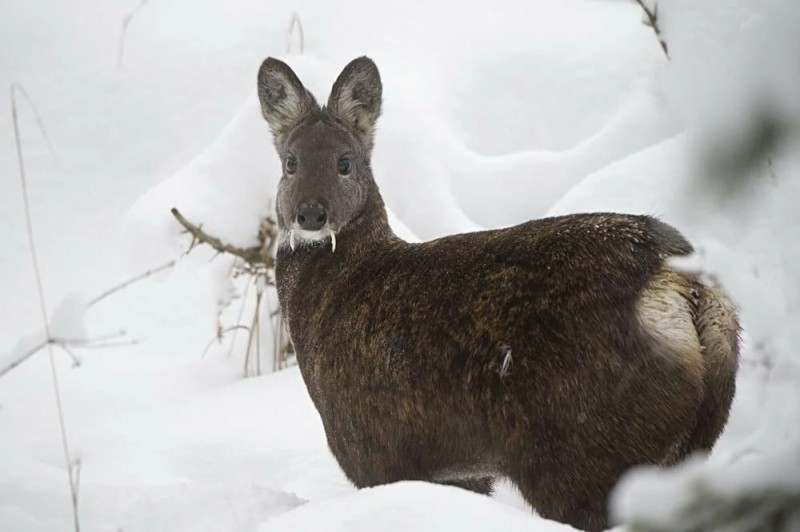 Create meme: Siberian musk deer, kabarga Sakhalinskaya, musk deer