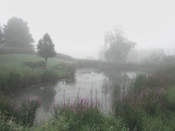 Создать мем: coastal fog, туман на озере, белоруссия природа