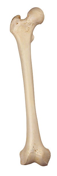 Create meme: thigh, ulna, the humeral bone