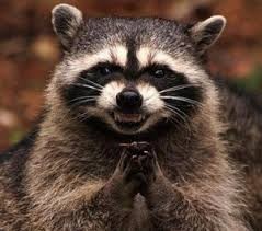 Create meme: evil raccoon, sly raccoon, raccoon