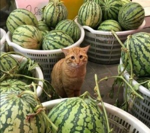 Create meme: cat funny, cat, kitten and a watermelon