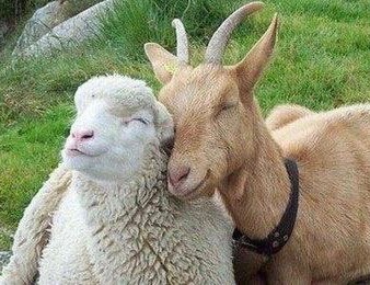 Create meme: sheep and goat, ram and sheep, sheep and goat