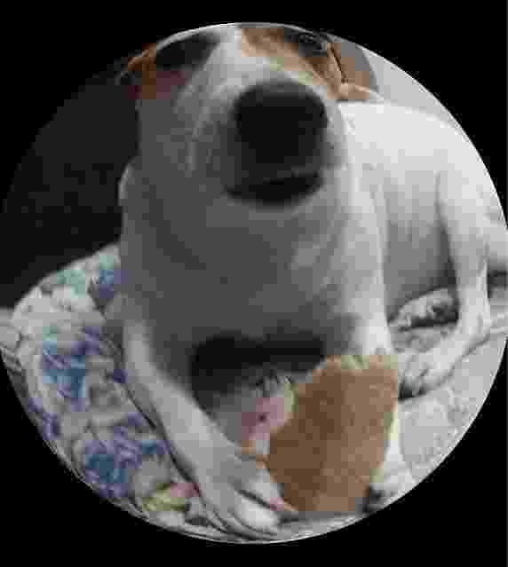 Create meme: breed Jack Russell Terrier, Jack Russell, dog Jack Russell