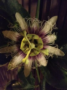 Create meme: passion fruit, passion flower, Passiflora fruit