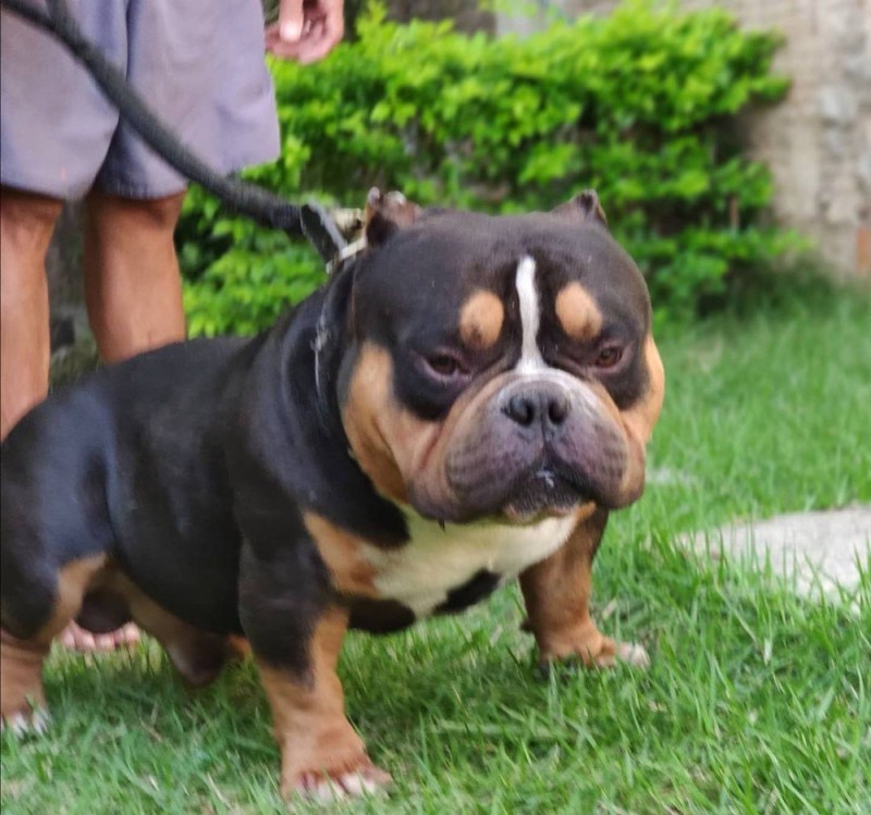 Create meme: American bully, English bulldog , The Old English bulldog is a breed