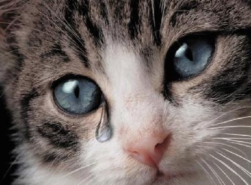 Создать мем: кот глаза, плачущий котенок, грустный котик