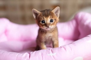 Create meme: cute kittens, Abyssinian cat