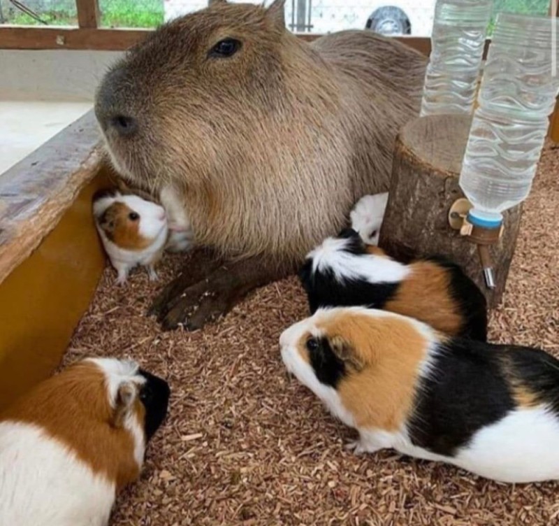 Create meme: capybara animal, big capybara guinea pig, capybara cub