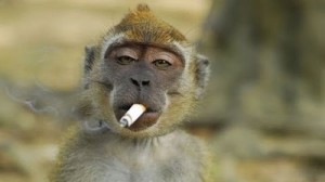 Create meme: a monkey with a cigarette, maimoon monkey, Smoking monkey