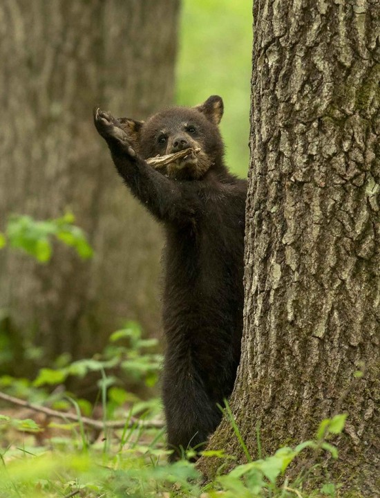 Create meme: brown bears, Bears in the forest, bear on the tree