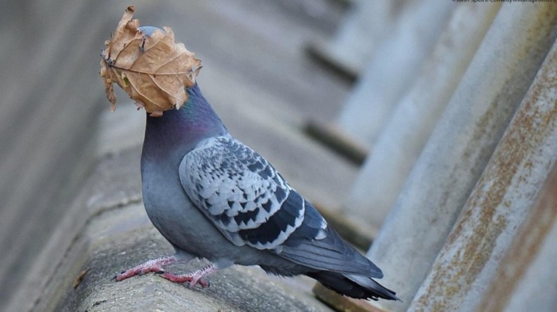 Create meme: pigeons are grey, pigeons birds, pigeons doves