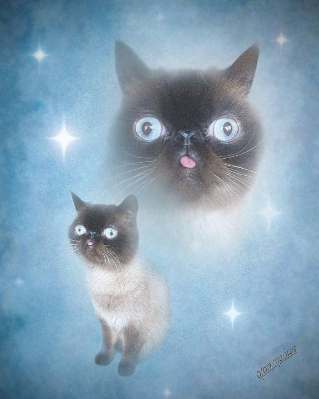 Create meme: siamese cross - eyed cat, cat , cat 