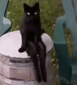 Create meme: cat sitting gif, black cat funny, black cats funny photos