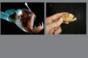 Создать мем: обитатели марианской впадины фото, глубоководный удильщик фото, глубоководная рыба удильщик