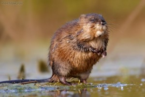 Create meme: Muskrat