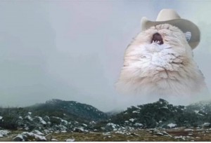 Create meme: screaming cat, screaming cat in the hat, the cat shouts in the mountains