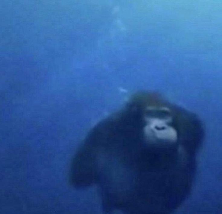 Create meme: monkey swims underwater, The monkey is swimming, The monkey is swimming in the water
