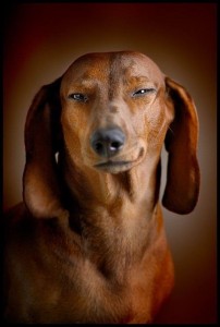 Create meme: dachshund, Dog, Dachshund dog