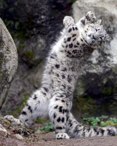 Create meme: snow leopard IRBIS, snow leopard