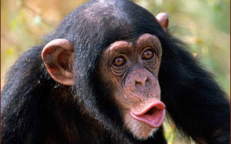 Create meme: male chimpanzees, chimp lips, chimp meme