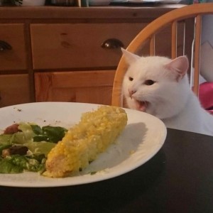 Create meme: meme cat dinner, memes with cats, cat