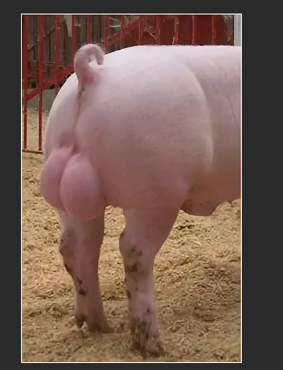 Create meme: large white breed of pigs, Landrace breed of pigs