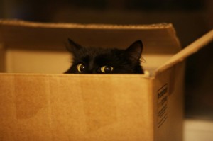 Create meme: black cat, the cat is hiding, black cat