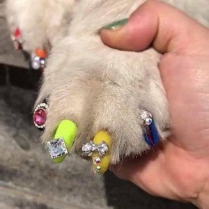 Создать мем: колпачки на ногти для собак, картинки собачки на ногтях, маникюр с собаками фото