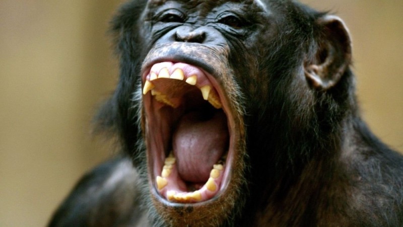 Create meme: teeth of a chimpanzee, macaque chimpanzee gorilla, grin monkey