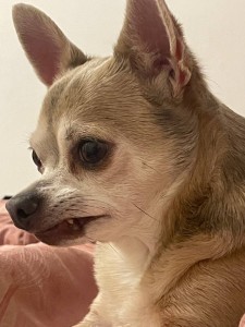 Create meme: Chihuahua Chihuahua, Chihuahua dog, breed Chihuahua