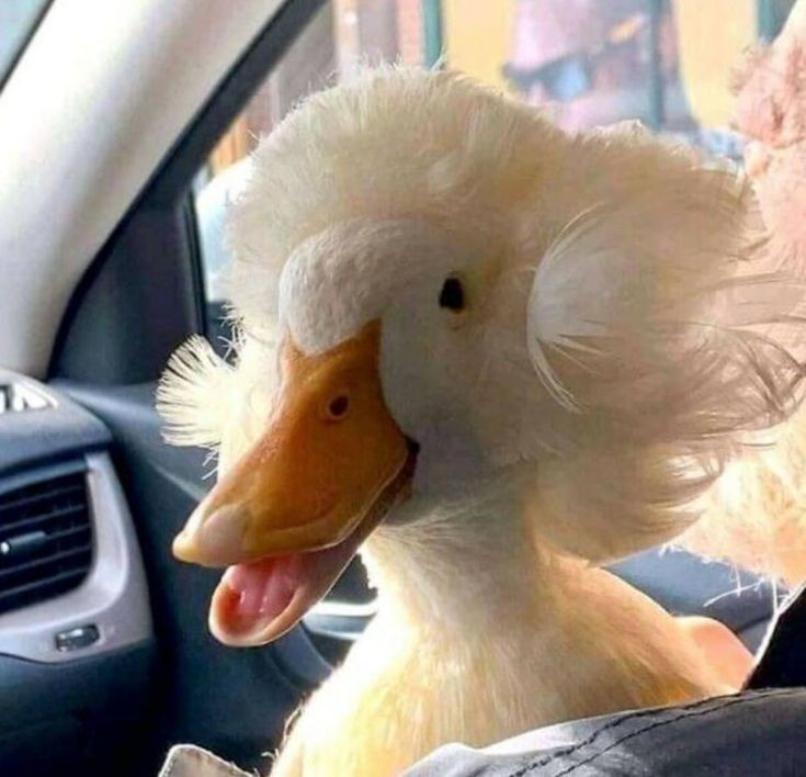 Create meme: Beijing crested duck, duck with a hairstyle, crested duck