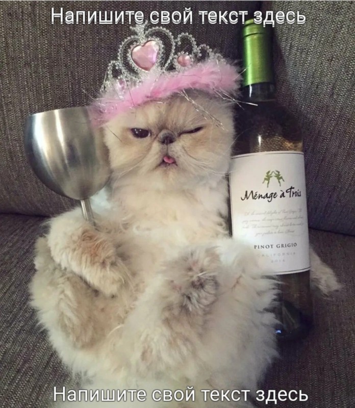 Create meme: cat with wine, cat with wine, a cat with a glass