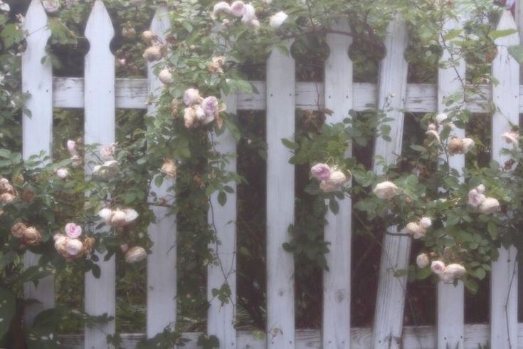 Create meme: white fence with roses, the climbing rose of the forest, rose of the wattled Rosanna