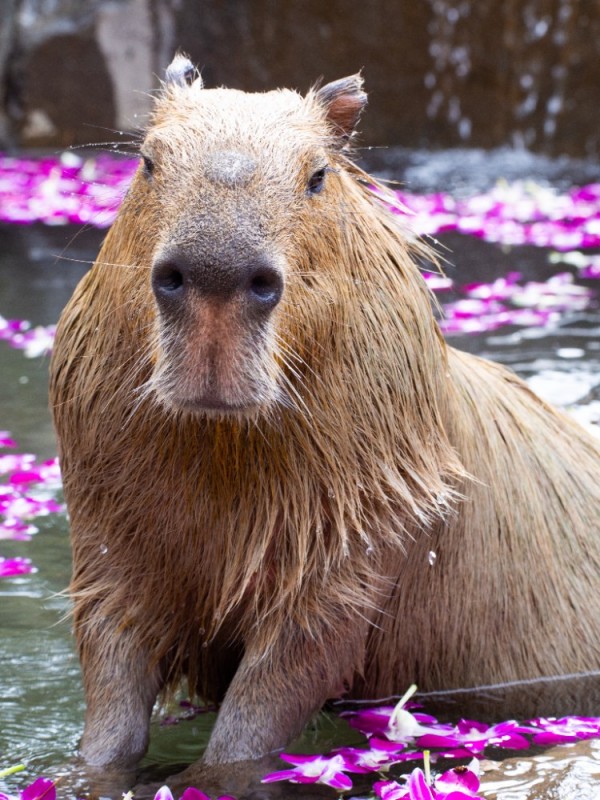 Create meme: the capybara , funny capybaras, capybara with a wreath of flowers