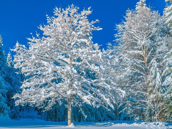 Create meme: winter tree, a snow-covered tree, winter trees in blue