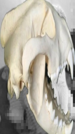 Create meme: The wolf skull, The fox's skull, A fox's skull on the side