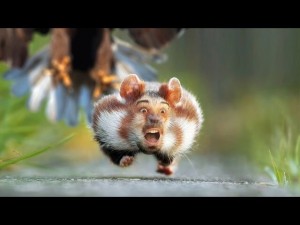 Create meme: funny animals, Animal, hamster