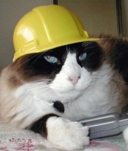 Create meme: cat in a helmet, cat engineer, cat designer