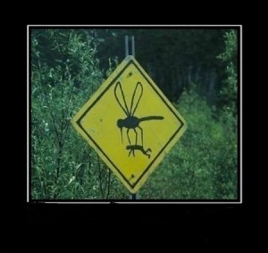 Create meme: the mosquito kills man, road sign, dangerous places