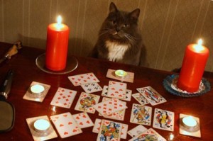 Create meme: fortune teller cat, fortune teller cat, the fortune teller 