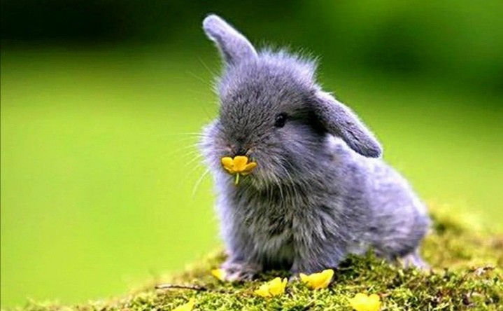 Create meme: dwarf rabbit , little bunny, Bunny 