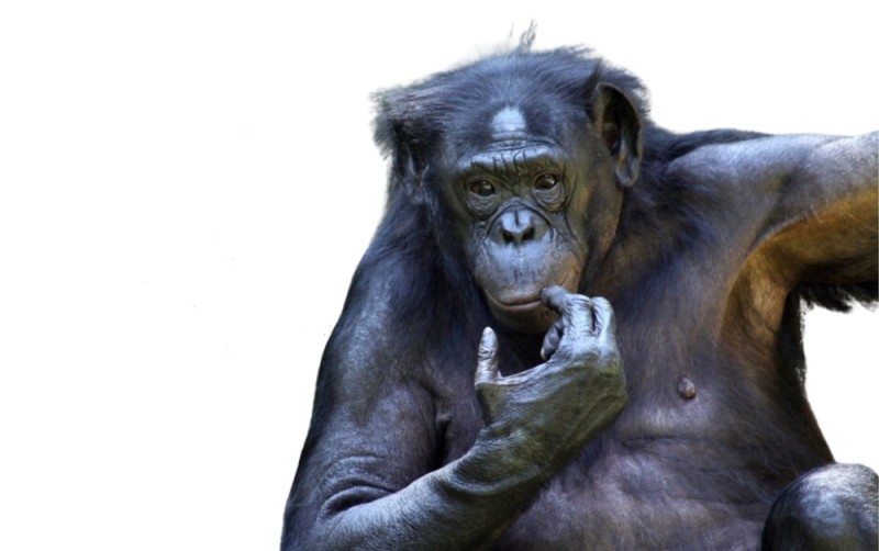 Create meme: gorilla monkey, male chimpanzee, pensive monkey 