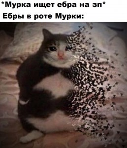 Создать мем: мемы про котов, кот, мемы с котами